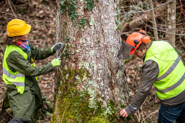 Best Storm Damage Tree Cleanup  in New Martinsville, WV