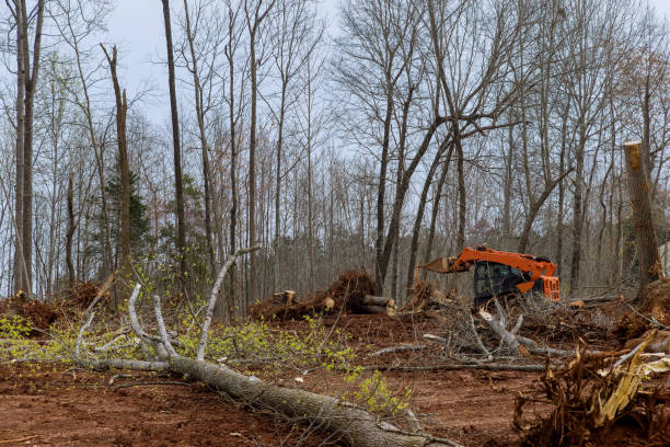 New Martinsville, WV Tree Removal Services Company