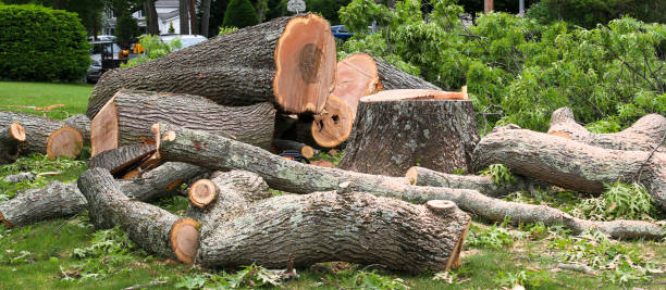 How Our Tree Care Process Works  in  New Martinsville, WV