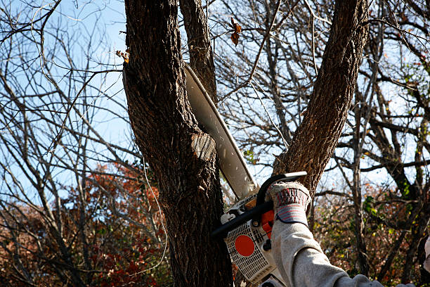 Best Residential Tree Removal  in New Martinsville, WV