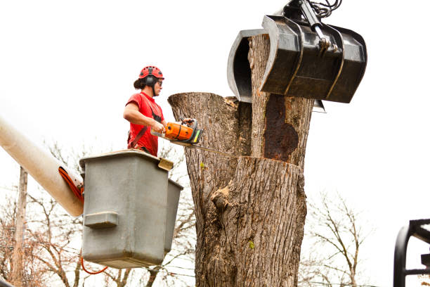 Best Tree Risk Assessment  in New Martinsville, WV